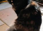 Sunkissed - Maine Coon Kitten For Sale - New Laguna, NM, US