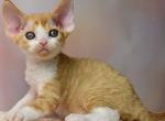 Quest - Devon Rex Kitten For Sale - Norwalk, CT, US