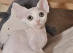 Major - Devon Rex Kitten For Sale - Norwalk, CT, US