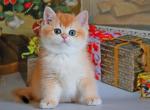 Karolina - British Shorthair Kitten For Sale - Norwalk, CT, US