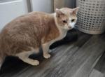 Embers and Char - American Shorthair Cat For Sale - 