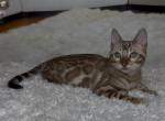 Oscar - Bengal Kitten For Sale - Norwalk, CT, US