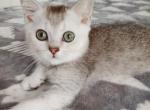 Golden silver chinchilla - British Shorthair Kitten For Sale - 