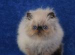 Gloria - Persian Kitten For Sale - Pembroke Pines, FL, US