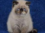 J Adore - Exotic Kitten For Sale - Norwalk, CT, US