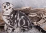 Espresso - Scottish Fold Kitten For Sale - Norwalk, CT, US