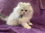 Wally - Persian Kitten For Sale - Creighton, MO, US