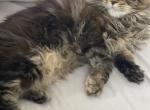 Female MCO kitten - Maine Coon Kitten For Sale - Fort Myers, FL, US