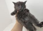 Female Solid Blue - Maine Coon Kitten For Sale - Union City, MI, US