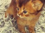 Abyysinians - Abyssinian Kitten For Sale - 