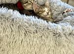 Coco&Chanel - American Shorthair Kitten For Sale - GA, US