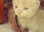 Scottish Fold - Scottish Fold Kitten For Sale - 