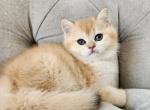 Golden kittens - British Shorthair Kitten For Sale - Nicholasville, KY, US