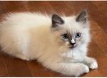 Luke - Balinese Kitten For Sale - Branson, MO, US