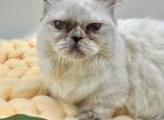 Monroe - Minuet Cat For Sale/Service - 