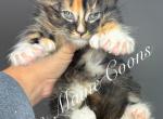 Teagan - Maine Coon Kitten For Sale - Greensburg, IN, US