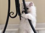 AVAILABLE Cookie - British Shorthair Kitten For Sale - Fairfax, VA, US