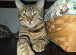 Male Bengal Kitten for sale - Bengal Kitten For Sale - York, PA, US