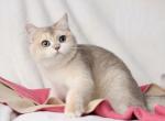 Saja - British Shorthair Kitten For Sale - Norwalk, CT, US