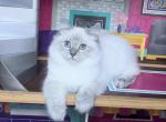 Lynx males - Ragdoll Kitten For Sale - Johns Creek, GA, US