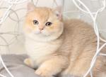 Terry - British Shorthair Kitten For Sale - Norwalk, CT, US