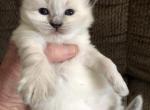 Ragdoll Holliday - Ragdoll Kitten For Sale - Burlington, WI, US