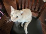 KITTY - Domestic Cat For Adoption - Los Angeles, CA, US