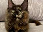 Tale - Maine Coon Kitten For Sale - Houston, TX, US