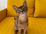 Kitten D4 - Abyssinian Kitten For Sale