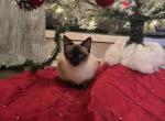 Misha - Siamese Cat For Sale - Duluth, GA, US