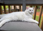 Sammie - Ragdoll Cat For Sale - Charlotte, NC, US