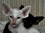 White And Black Male Kitten Pair - Oriental Kitten For Sale - NJ, US