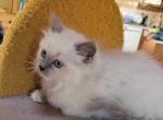 Buttercup - Ragdoll Kitten For Sale - Reading, PA, US