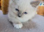 Peanut - Ragdoll Kitten For Sale - Reading, PA, US