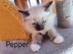 Pepper - Ragdoll Kitten For Sale - Reading, PA, US