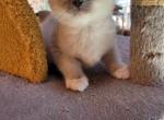 Pickles Jr - Ragdoll Kitten For Sale - Reading, PA, US