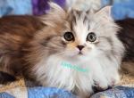 Lily - Minuet Kitten For Sale - 