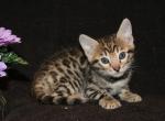 Bengal Kittens - Bengal Kitten For Sale - Phoenix, AZ, US