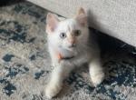 Orange - Ragdoll Kitten For Sale - Saint Paul, MN, US