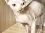 Santa  Elf - Sphynx Kitten For Sale - 