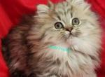 Romeo - Minuet Kitten For Sale - 