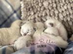 Bali Litter D - Balinese Kitten For Sale - 