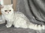 Dori - Persian Kitten For Sale - 