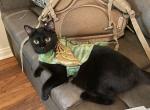 Michi - Bombay Cat For Adoption - 