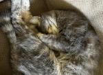 Stormy - Domestic Cat For Sale - 