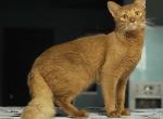 Victory - Somali Kitten For Sale - 