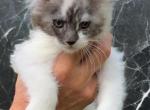 Silver Female Maine coon - Maine Coon Kitten For Sale - Springfield, MA, US