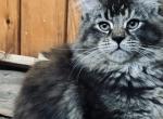 Christmas - Maine Coon Kitten For Sale - East Taunton, MA, US