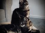 Vanessa - Maine Coon Kitten For Sale - East Taunton, MA, US