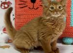 Margo - Somali Kitten For Sale - Odesa, Odessa Oblast, UA